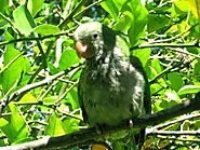 Parco Nazionale Iguazù, luogo dalla bellezza indescrivibile e avvolgente