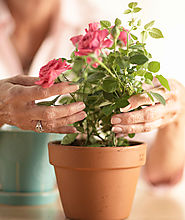 Alzcottages - Family Assisted Living