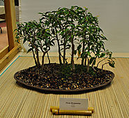 Bonsai Essentials: fertilizer What is a Fertilizer? Fertilizers can be characterized by the selection of nutrients th...