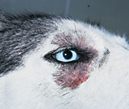 Canine zinc-responsive dermatosis