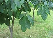 Low Pest and Disease Pressure