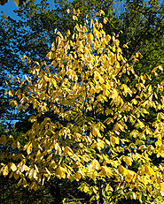 Educational and Cultural Interest