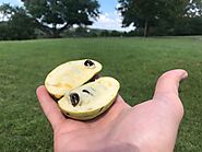 A Backyard Source for Health and Nutrition