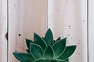 How to Use Succulent Cuttings: A Comprehensive Guide - Bithflowers.com