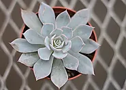 How to pot fake succulents: A How-To Guide - Bithflowers.com