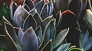 How to plant succulent in pot without drainage? - Bithflowers.com