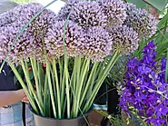 What are shade flowers? - Bithflowers.com