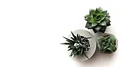 How to get succulent leaves to root? - Bithflowers.com