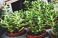 How to get ants out of succulent? - Bithflowers.com