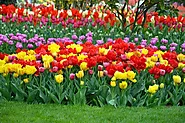 What flower symbolizes blessings? - Bithflowers.com