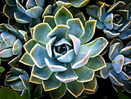How to plant succulents on driftwood? - Bithflowers.com