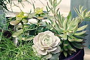 How to plant succulents together? - Bithflowers.com