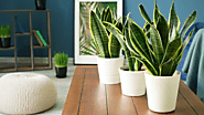 5 Best Places To Put Snake Plant In Your House For Healthy Living -
