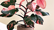 How To Trim A Pink Princess Philodendron Like A Pro -