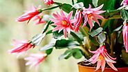 8-Schoking Fun Facts About Easter Cactus That You Won't Beleive -