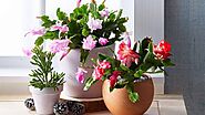 What's Wrong With My Easter Cactus?Causes,Treatment & Prevention Tips -