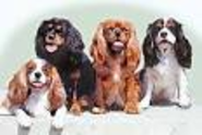 Their silky coats come in four colors – Blenheim (chestnut and white), Tricolor (black, white, and tan), Ruby (solid ...