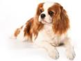Cavaliers are named after King Charles II of Britain.