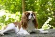 The average height for a cavalier is 12 to 13 inches tall at the shoulder.