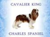 Cavaliers not at aggressive with dogs or man.