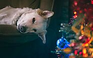 Is een kerstboom giftig voor honden? Houd je huisdier veilig - Alles over mijn huisdier