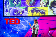 TED Talks: Marla Spivak: Why Bees Are Disappearing | Environment on GOOD