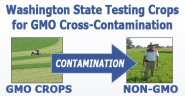 Washington State Testing Crops for GMO Cross-Contamination
