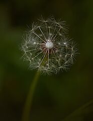 GARDEN AND LAWN MAKEOVER 101