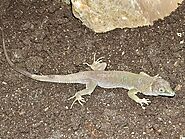 Jayakar’s Oman lizard