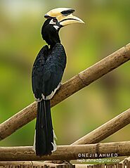 Pied Oriental Hornbill