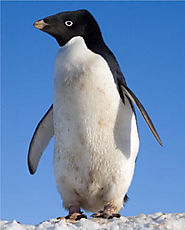KidZone Penguin Photos