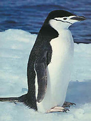 KidZone Penguin Photos