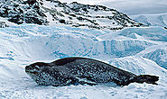 Antarctica Animals -South Polar
