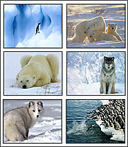 WebQuest: Polar Animals: First Grade Research: created with Zunal WebQuest Maker