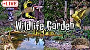 🔴LIVE CAM - Wildlife Garden 🐦🦎 Multi Cam View 🐸🐀