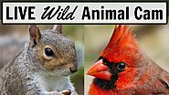 Live BACKYARD Animal Cam in Ohio! (Birds, rabbits, squirrels)