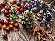 Discover Canada's Premium Cannabis Experience at Togo Weed