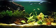 Best Aquarium Starter Kits Reviews 2016 Powered by RebelMouse