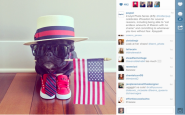 PayPal's Patriotic Pup Shines Over the July 4th Holiday