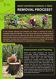 What Happens During a Tree Removal Process?