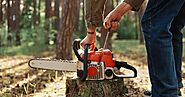 Stump Removal Costs: What to Expect and How to Save