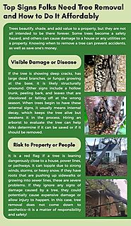 Top Signs Folks Need Tree Removal—and How to Do It Affordably