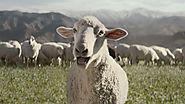 Old Sheep Learn New Tricks in Honda's Amusing Super Bowl Commercial