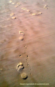 Beach Notes: Step by Step