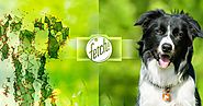 Microsoft’s New App “Fetch!” Tells You What Kind Of Dog You Are (And It Can ID Your Dog, Too)