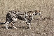 Cheetah, Ndutu, Tanzania