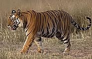 Tigers, Bandhavgarh Tiger Reserve