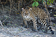 Jaguars, Panatanal Brazil