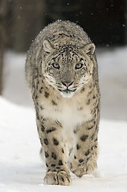 Snow leopards, Hemis National Park, India