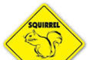 Squirrel Crossing